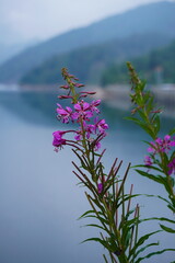 Fiore rosa, Ticino, lago Ritom, Svizzera, alpi