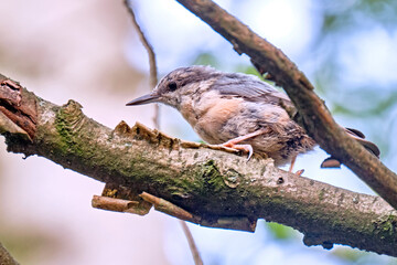 Kleiber ( Sitta europaea ).