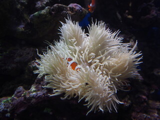 Naklejka na ściany i meble fish in aquarium, Nemo is hiding, This picture will look good in your interior