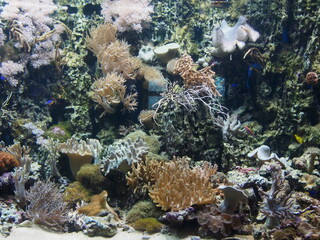 Naklejka na ściany i meble coral reef with fish/This picture will look good in your interior 