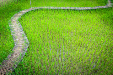 .Wooden bridge built on green rice fields