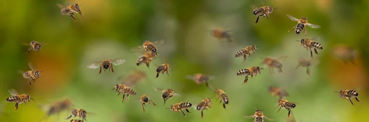 Foto op Plexiglas bees flying in to hive - bee breeding (Apis mellifera) close up © Vera Kuttelvaserova