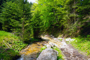 Obraz premium A small mountain stream flows high in the mountains in the forest.