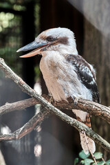 Jägerliest ( Dacelo / Kookaburra ).