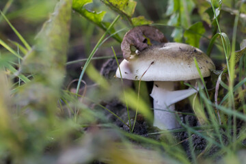 Death cap (Amanita phalloides)
