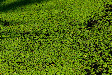 Natural green duckweed on the water for background or texture.