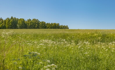 Fototapeta premium Field with grass and meadow flowers on a background of copse and blue sky in summer