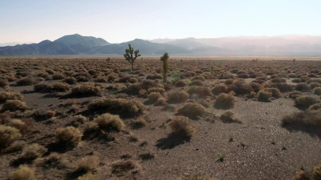 Aerial: Joshua tree and shrubs in the desert. Goldfield, Nevada, USA