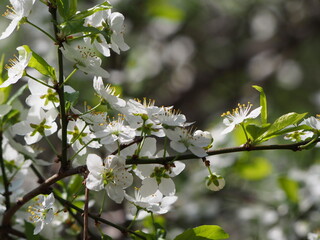 white cherry blossom/This picture will look good in your interior	