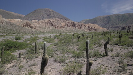 Cactus desert in Argentina (D-Log profile)