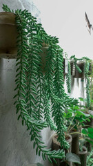 Sedum Morganianum Hanging Plant