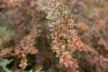 Red plant in the garden without flowers.