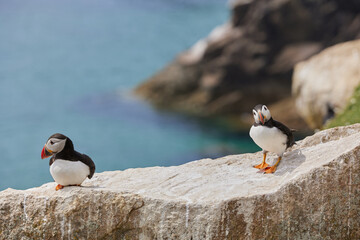 puffin standing on a rock cliff . fratercula arctica