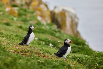 Atlantic puffin from Ireland saltee island. Runde in golden hour sunlight.
