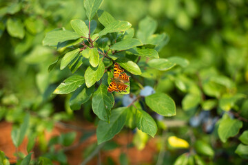 A butterfly sits on plum leaves. Summer plant with insect.