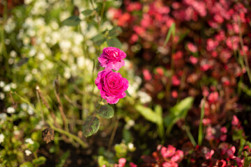 Flowers in the garden. Plants in summer.