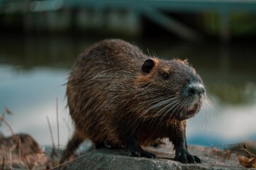 otter in the river