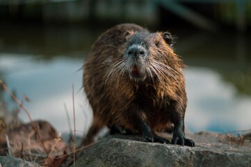 otter in the water