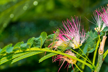 Flowers of a Persian silk tree in a garden