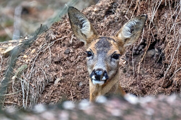 Reh ( Capreolus capreolus ).