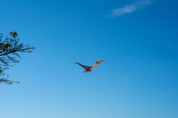 Fototapeta na wymiar Colorful bird kite flying in the blue sky.