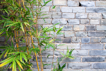Green cane leaves on the background of brick wall, Asian style