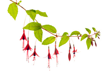 blooming hanging twig in shades of dark red fuchsia flower is isolated on white background, Magellanica