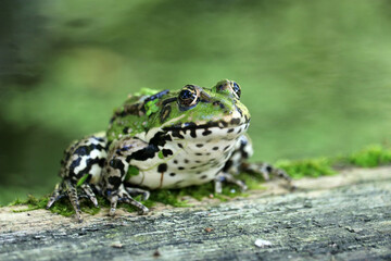 Green (European or water) frog on a blurred background. Selective focus.