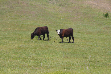 Two young bulls outdoors on pasture land with some black birds around picking the ground