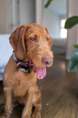 wirehaired vizla dog with her tongue out staring off
