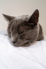 Blue Russian Cat sleeping with eyes closed and ears out
