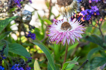 Macro of potted little flower in autumn garden