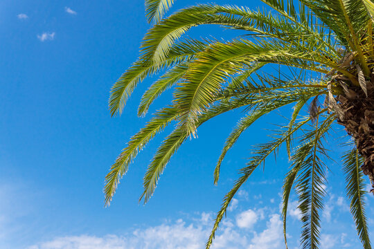 Palm branches against the blue sky and clouds.