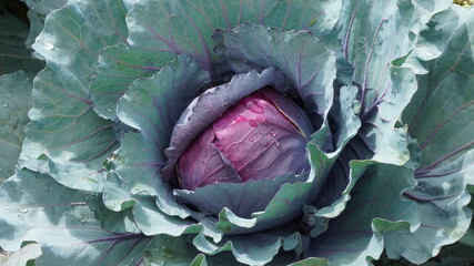 red cabbage autumn summer harvest garden vegetable garden - obrazy, fototapety, plakaty