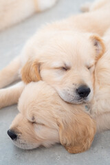 Golden retrieber puppies sleeping