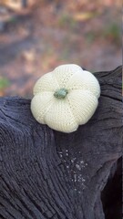 Pumpkin for halloween