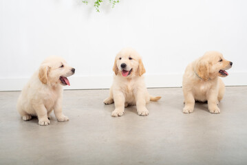Golden retrieber puppies