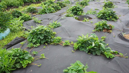 strawberry bushes village beds autumn summer harvest garden vegetable garden greenhouse houses trees