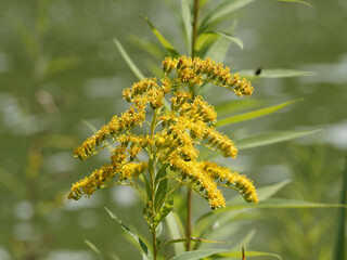 Canada or canadian goldenrod - Solidago canadensis - Yellow flowers above lanceolate green foliage on high stems as ornamental flowers in gardens 