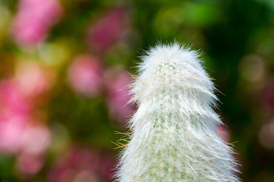 Cotton ball cactus in a summer garden