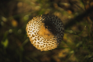 cap of a mushroom, bird's eye photography