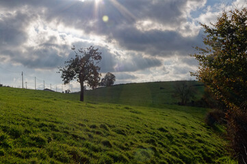 tree in the field in the backlight during autumn
