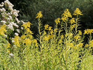 Large colonies of Canada goldenrods or Solidago canadensis lanceolate. Yellow flowers and linear...