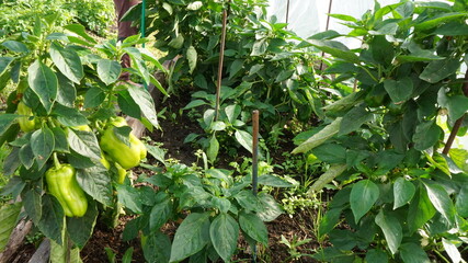 green pepper fruits garden bed autumn summer harvest garden vegetable garden