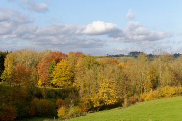autumn in the forest