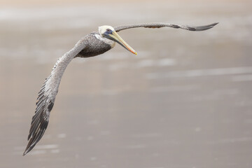 Braunpelikan (brown pelican)
Puerto Lopez, Ecuador