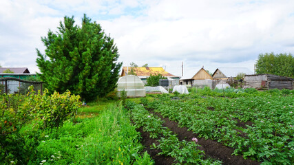 village vegetable beds autumn summer harvest garden vegetable garden greenhouse houses trees