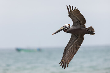 Braunpelikan (brown pelican)
Puerto Lopez, Ecuador