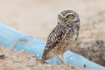Kaninchenkauz (Burrowing owl)
Ecuador