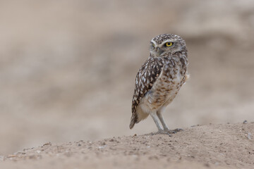 Kaninchenkauz (Burrowing owl)
Ecuador